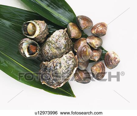 Variety types of shellfish, high angle view View Large Photo Image Stock Photograph - Variety types of shellfish, high angle view. Fotosearch