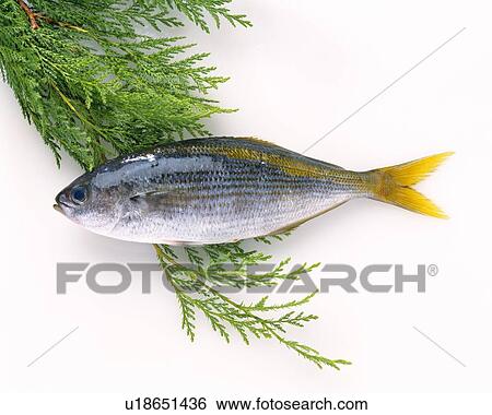Yellow stripe with leaves View Large Photo Image Stock Photograph - Yellow stripe with leaves. Fotosearch