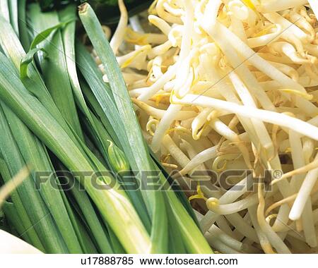 Stock Photography - Bean Sprouts and leeks, Full Frame, high angle view. Fotosearch