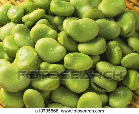 Stock Photograph - Broad Beans, Full Frame, high angle view. Fotosearch