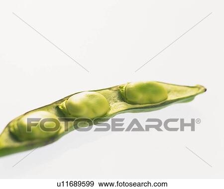 Stock Photo - Broad Beans, high angle view, close up. Fotosearch