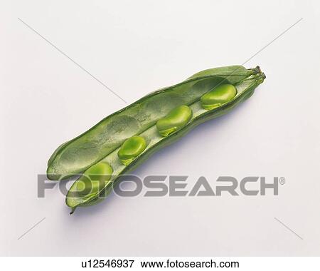 Stock Photo - Broad Beans, high angle view, close up. Fotosearch