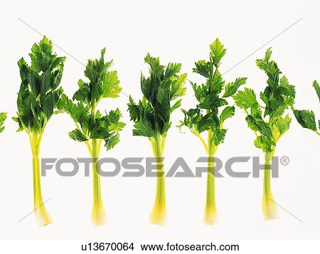 Picture - Celery Stalks, high angle view. Fotosearch