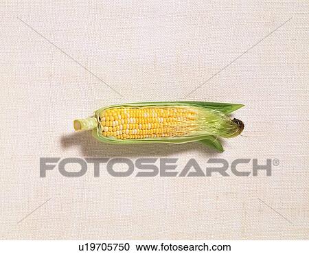 Stock Image - Corn on cob. Fotosearch