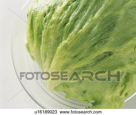 Head of Lettuce on plate, high angle view, close up View Large Photo Image Stock Image - Head of Lettuce on plate, high angle view, close up. Fotosearch