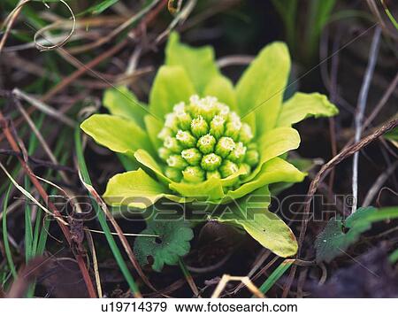 Stock Photo - Japanese butterbur scape, high angle view. Fotosearch