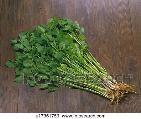 Stock Photo - Japanese Parsley Mitsuba. Fotosearch