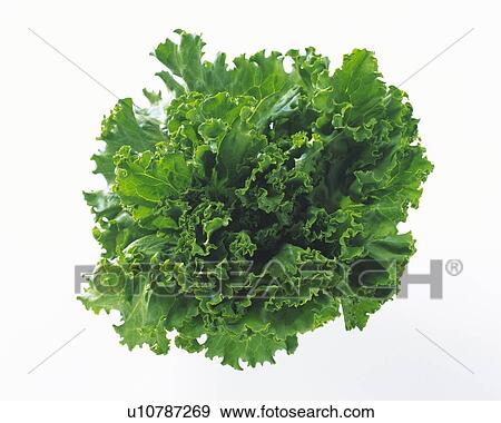 Organic green leaf lettuce, high angle view View Large Photo Image Stock Photo - Organic green leaf lettuce, high angle view. Fotosearch