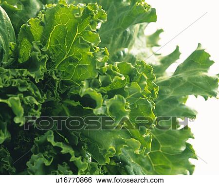 Organic green leaf lettuce, side view, close up View Large Photo Image Stock Photograph - Organic green leaf lettuce, side view, close up. Fotosearch