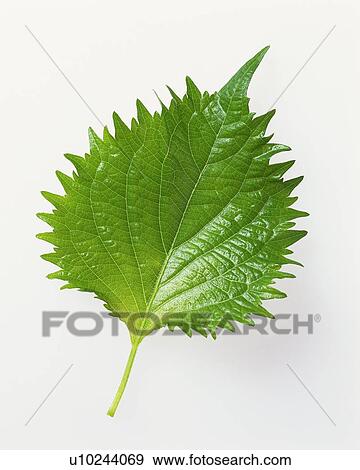 Stock Photo - Perilla, high angle view. Fotosearch