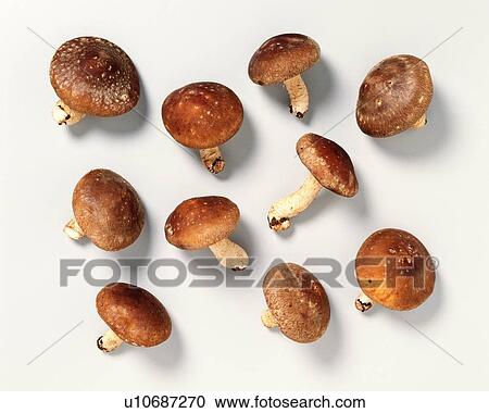 Stock Image - Shiitake Mushrooms, high angle view. Fotosearch