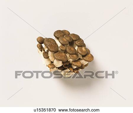 Stock Image - Shimeji Mushrooms, high angle view. Fotosearch