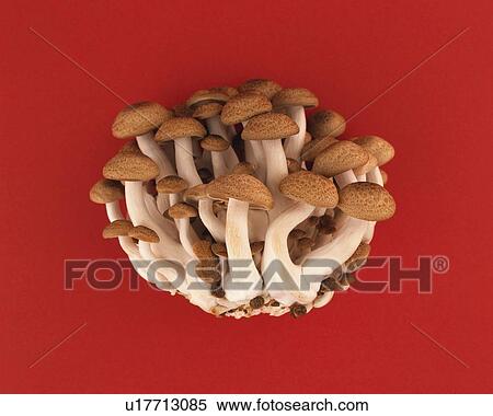 Shimeji Mushrooms, high angle view View Large Photo Image Stock Photography - Shimeji Mushrooms, high angle view. Fotosearch