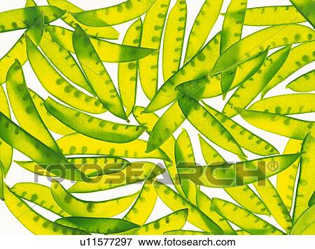 Snow peas, Full Frame, high angle view View Large Photo Image Stock Photo - Snow peas, Full Frame, high angle view. Fotosearch