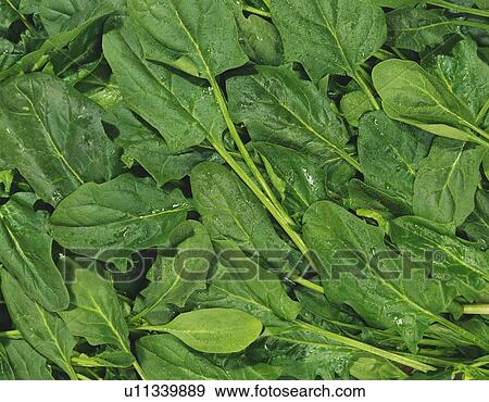 Spinach leaves, Full Frame, high angle view View Large Photo Image Stock Photo - Spinach leaves, Full Frame, high angle view . Fotosearch