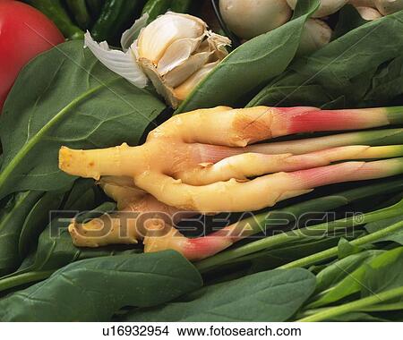 Variety types of vegetables, high angle view, close up View Large Photo Image Picture - Variety types of vegetables, high angle view, close up. Fotosearch