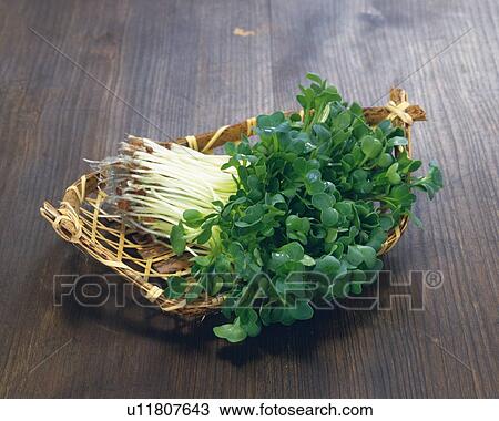 White radishes on bamboo basket, high angle view View Large Photo Image Stock Image - White radishes on bamboo basket, high angle view. Fotosearch