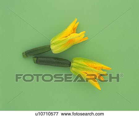 Stock Photo - Zucchini plants with bloom, high angle view . Fotosearch