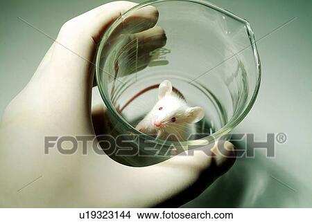 Beaker, Captivity, Domestic Animals, Holding View Large Photo Image Picture - Beaker, Captivity, Domestic Animals, Holding. Fotosearch