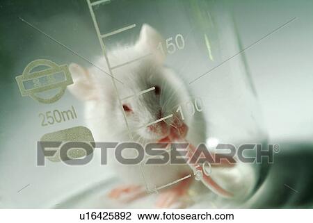 Stock Image - Beaker, Close-Up, Domestic Animals, Eating, Glass. Fotosearch