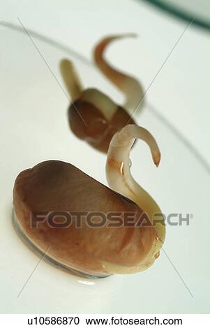 Bean, Food, Glass, Indoor View Large Photo Image Stock Image - Bean, Food, Glass, Indoor. Fotosearch
