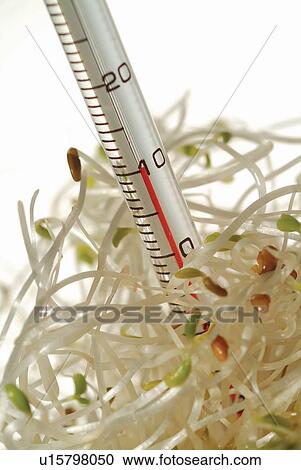 Stock Image - Bean Sprout, Food, Indoor, Medical Equipment, Medical Injection. Fotosearch