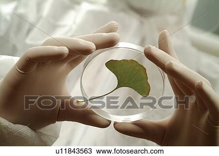 Botany, Human Hand, Science And Technology, Glove, Plate, Bio Technology, Discovery View Large Photo Image Stock Image - Botany, Human Hand, Science And Technology, Glove, Plate, Bio Technology, Discovery. Fotosearch