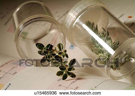 Cloning, Bio Technology, Chemistry, Organic, Plant View Large Photo Image Stock Photograph - Cloning, Bio Technology, Chemistry, Organic, Plant. Fotosearch