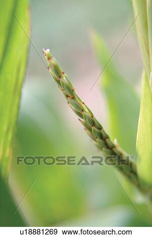 Close-Up, Day, Flora, Green, Greenery View Large Photo Image Stock Photo - Close-Up, Day, Flora, Green, Greenery. Fotosearch