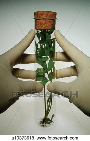 Cork, Holding, Human Hand, Indoor, Laboratory Equipment View Large Photo Image Stock Photo - Cork, Holding, Human Hand, Indoor, Laboratory Equipment. Fotosearch