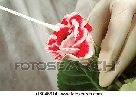 Cotton Swab, Flower, Glove, Holding View Large Photo Image Picture - Cotton Swab, Flower, Glove, Holding. Fotosearch
