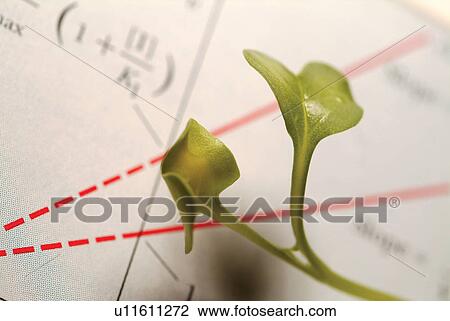Discovery, Freshness, Scrutiny, Care, Fragility, Leaf, Text View Large Photo Image Stock Image - Discovery, Freshness, Scrutiny, Care, Fragility, Leaf, Text. Fotosearch