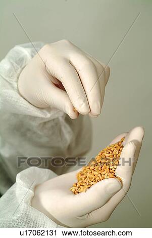 Stock Image - Examining, Food, Glove, Grain, Human Hand. Fotosearch