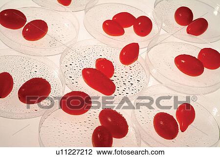 Food, Full Frame, Indoor, Laboratory Equipment, Science, Genetic Research View Large Photo Image Stock Image - Food, Full Frame, Indoor, Laboratory Equipment, Science, Genetic Research. Fotosearch
