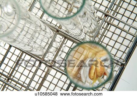 Genetic Research, Aspirations, Group Of Objects, Net, Progress View Large Photo Image Stock Photo - Genetic Research, Aspirations, Group Of Objects, Net, Progress. Fotosearch