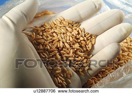 Human Hand, Indoor, Grain, Unknown Age, Science And Technology View Large Photo Image Stock Photograph - Human Hand, Indoor, Grain, Unknown Age, Science And Technology. Fotosearch