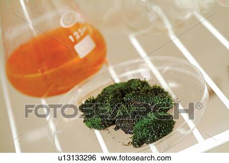 Indoor, Technology, Green, Plate, Science, Organic View Large Photo Image Stock Photograph - Indoor, Technology, Green, Plate, Science, Organic. Fotosearch