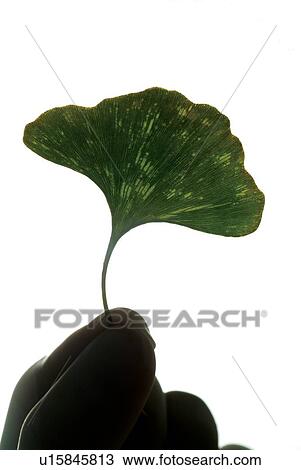 Stock Image - Indoor, Unknown Age, One Person, Organic, Unrecognizable Person, Bio Technology, Science And Technology. Fotosearch