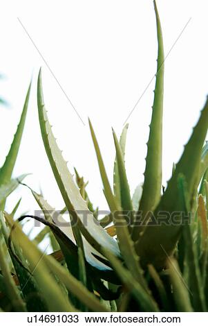Stock Image - Nature, Cactus, Indoor, Organic, Thorn, Close-Up. Fotosearch