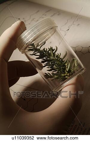 Stock Image - One Person, Container, Organic, Unrecognizable Person, Genetic Research, Unknown Age, Science. Fotosearch