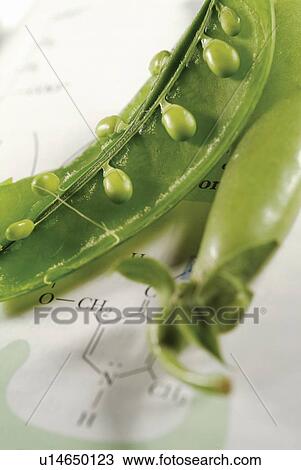 Oriental Food, Discovery, Cloning, Green, Part Of, Vegetable View Large Photo Image Stock Image - Oriental Food, Discovery, Cloning, Green, Part Of, Vegetable. Fotosearch