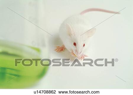 Research, Animal Themes, Domestic Animals, Science And Technology, Rodent, Genetic Modification, Aspirations View Large Photo Image Stock Image - Research, Animal Themes, Domestic Animals, Science And Technology, Rodent, Genetic Modification, Aspirations. Fotosearch