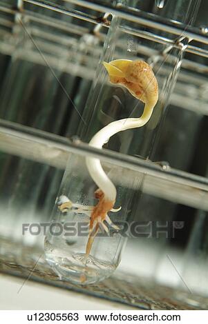 Stock Image - Research, Discovery, Futuristic, Cloning. Fotosearch