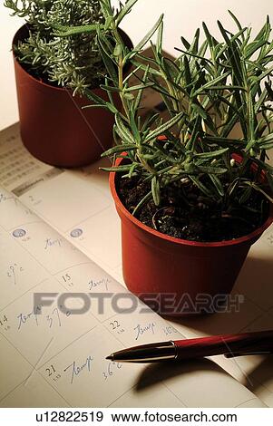 Science And Technology, Organic, Potted Plant, Genetic Research, Shadow View Large Photo Image Stock Photo - Science And Technology, Organic, Potted Plant, Genetic Research, Shadow. Fotosearch