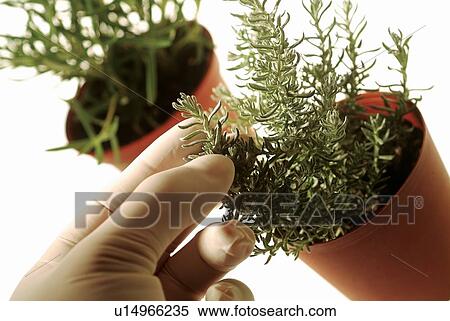Unrecognizable Person, Focus On Foreground, Aspirations, Genetic Research View Large Photo Image Stock Photography - Unrecognizable Person, Focus On Foreground, Aspirations, Genetic Research. Fotosearch