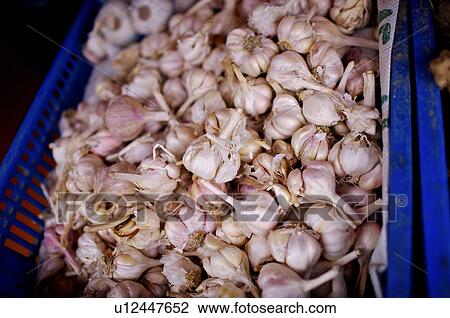 Balls of garlic held in a blue plastic basket, on display View Large Photo Image Stock Image - Balls of garlic held in a blue plastic basket, on display. Fotosearch