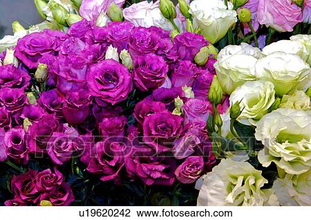 Stock Image - Bouquets of fresh purple and white flowers, with unopened buds. Fotosearch