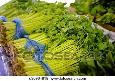 Stock Photo - Fresh celery tied up in bunches with plastic, on display. Fotosearch
