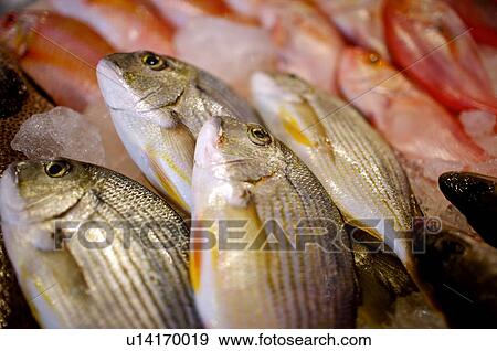Fresh fish overlapping on ice, on display View Large Photo Image Stock Photo - Fresh fish overlapping on ice, on display. Fotosearch