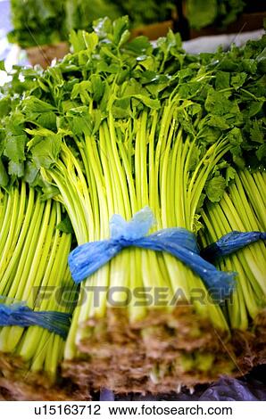 Fresh tied up bunches of celery View Large Photo Image Stock Image - Fresh tied up bunches of celery. Fotosearch